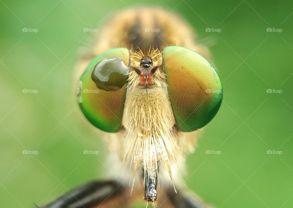 The Eye Robber Fly