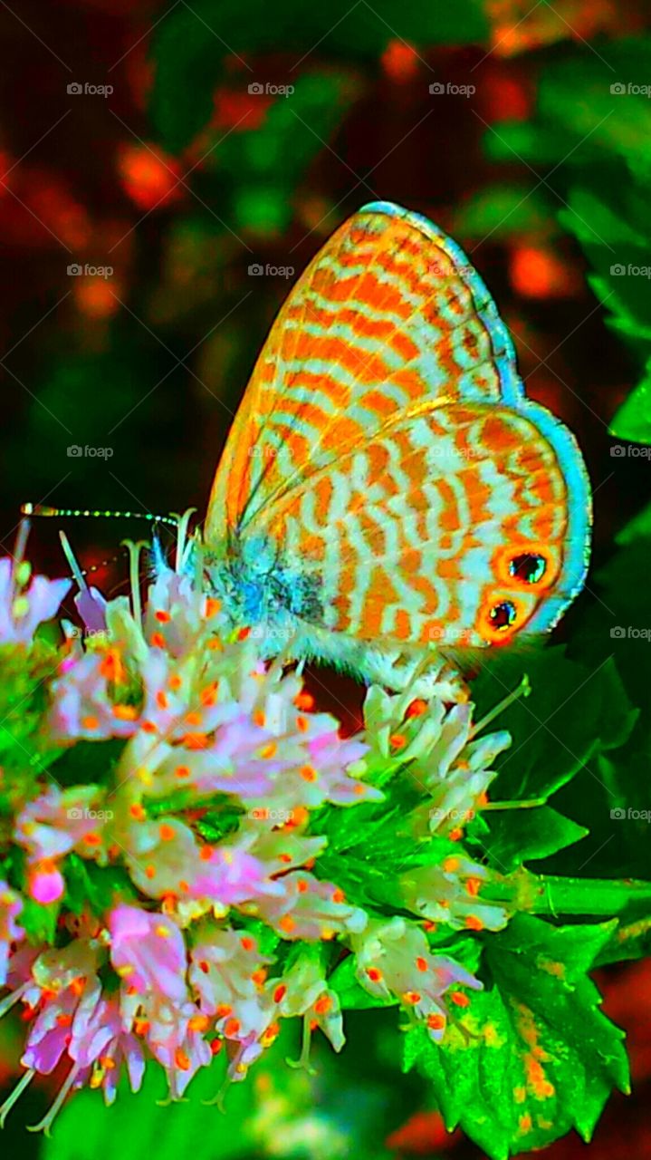 "Beautiful Butterfly"