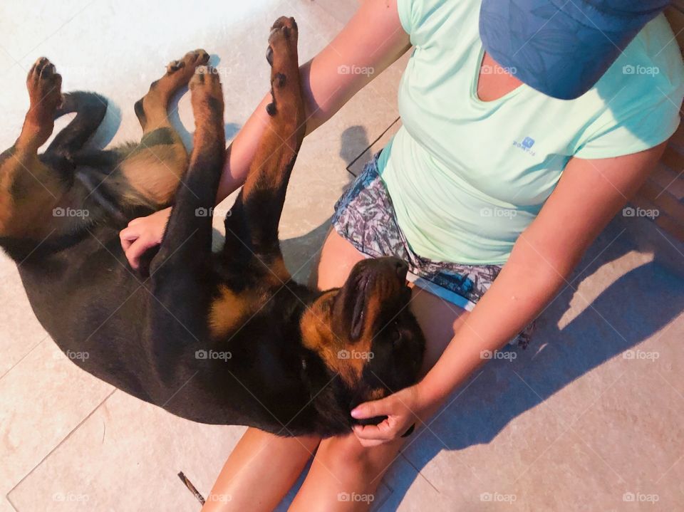 9 month old Rottweiler puppy