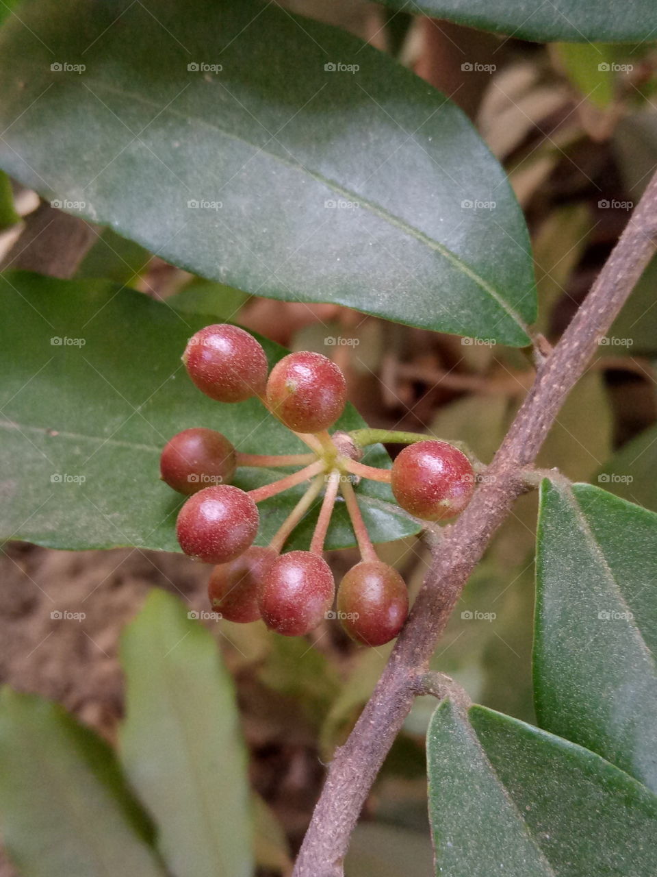 fruits