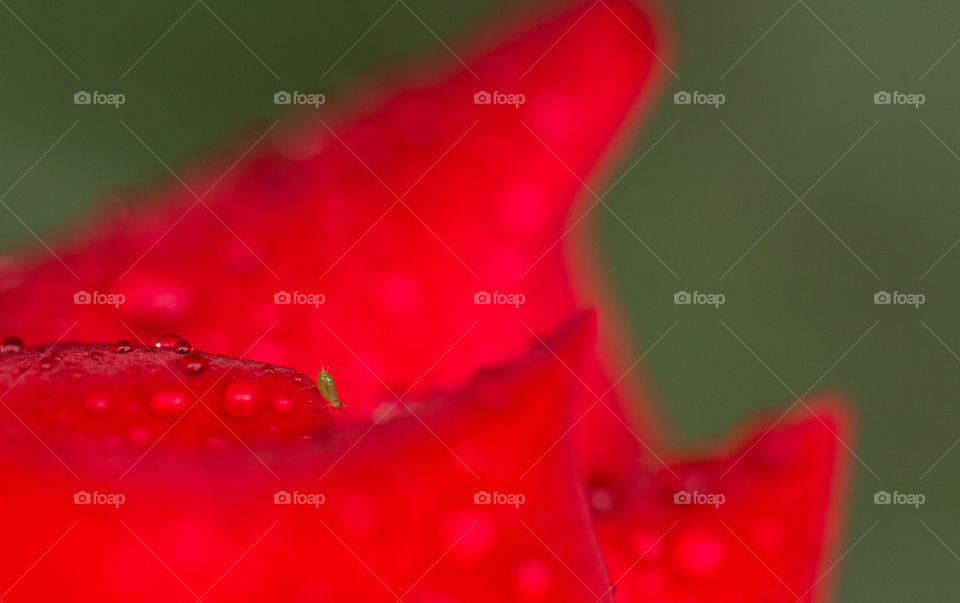 Aphid on red flower petals