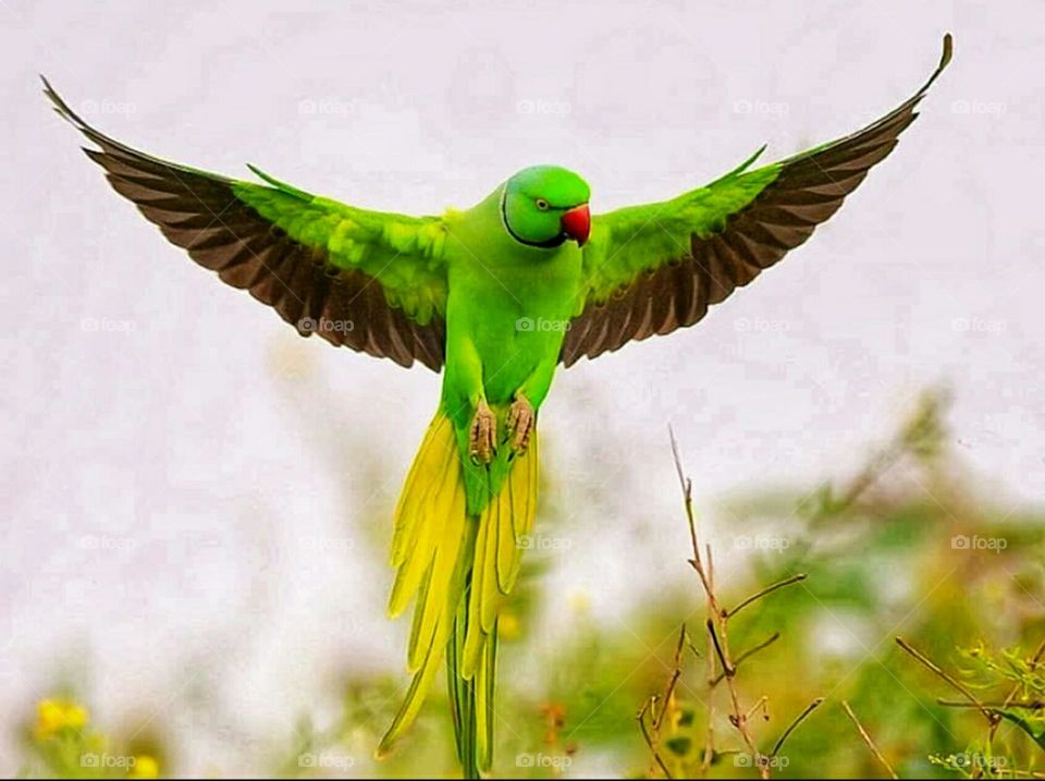 beautiful bird