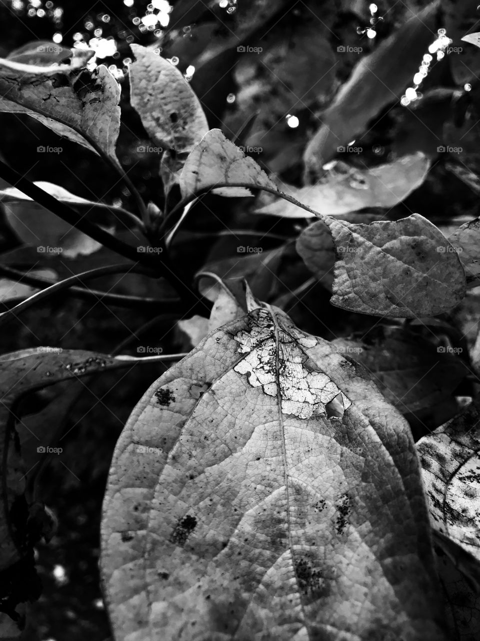 Nature - One of the greatest gifts we are able to experience each and every day. 