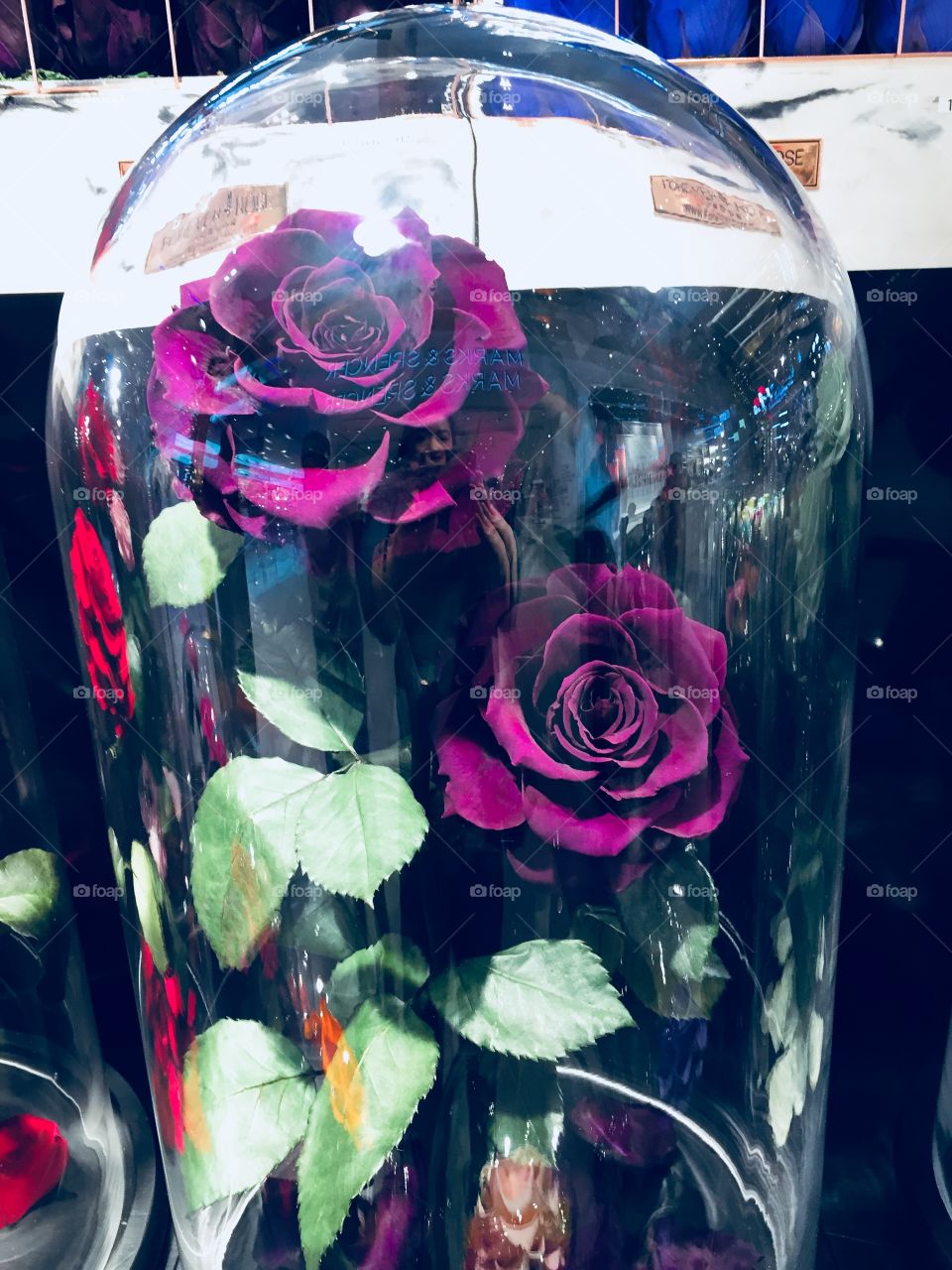 Violet roses