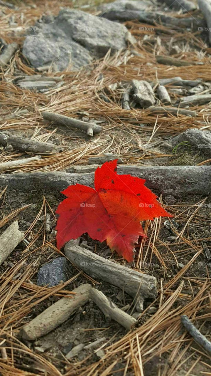 Red Autumn Leaf