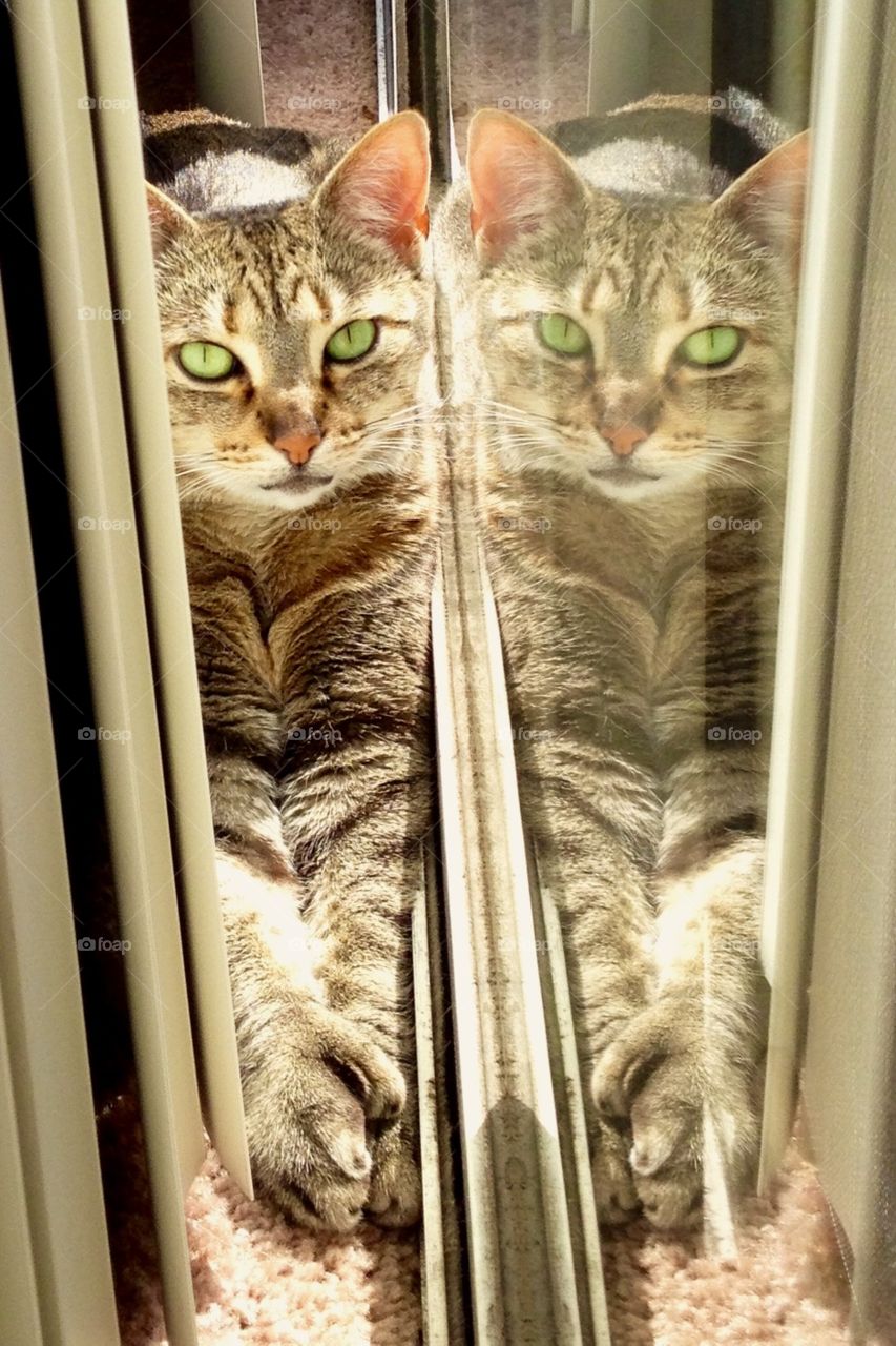 Reflecting cat