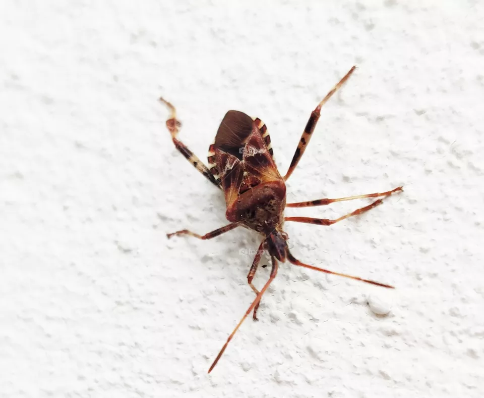A bug.