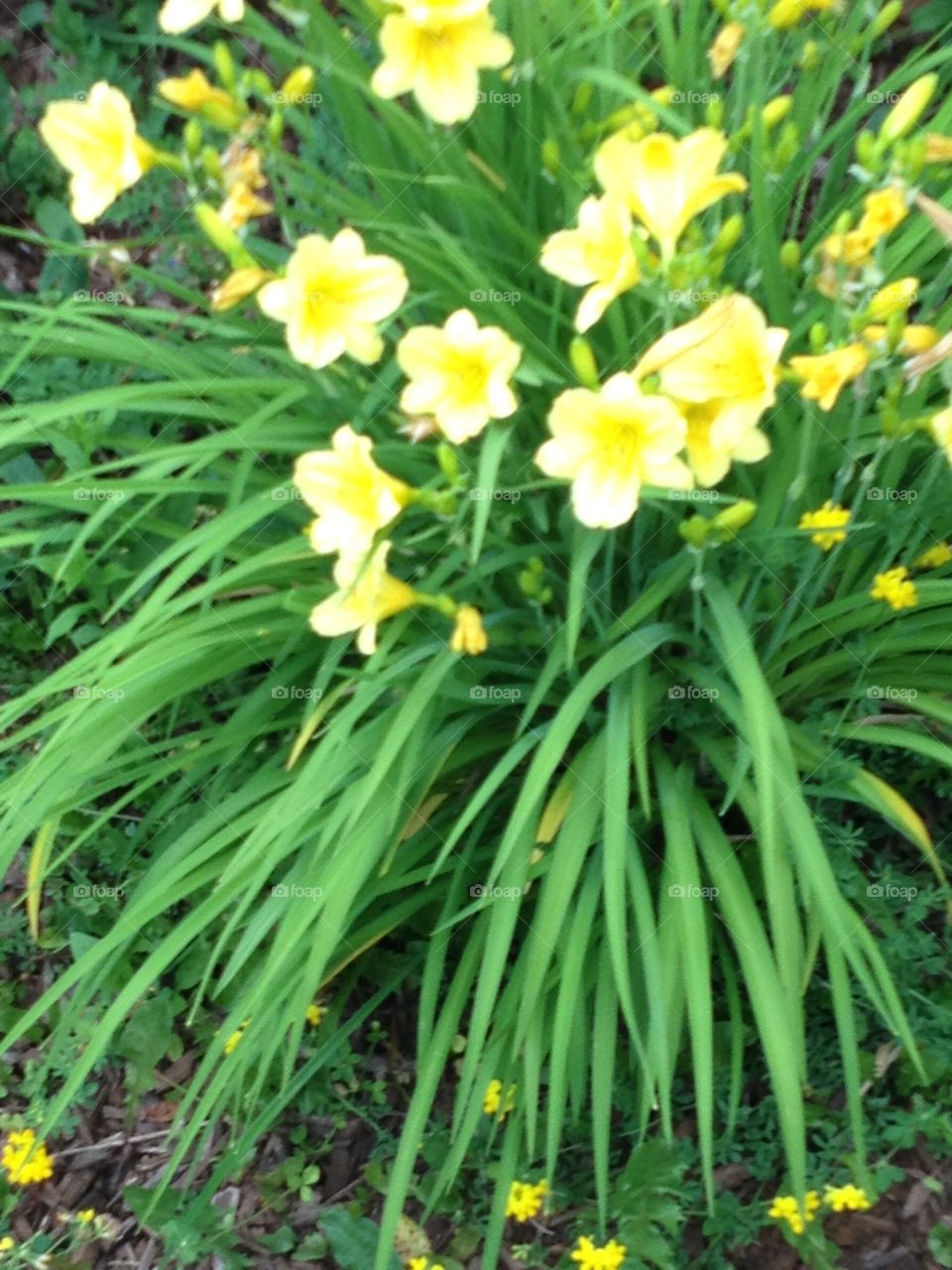 Flowers