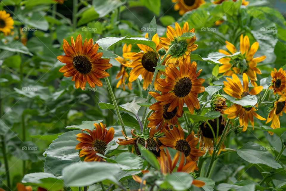 sunflowers bees and bumblebees