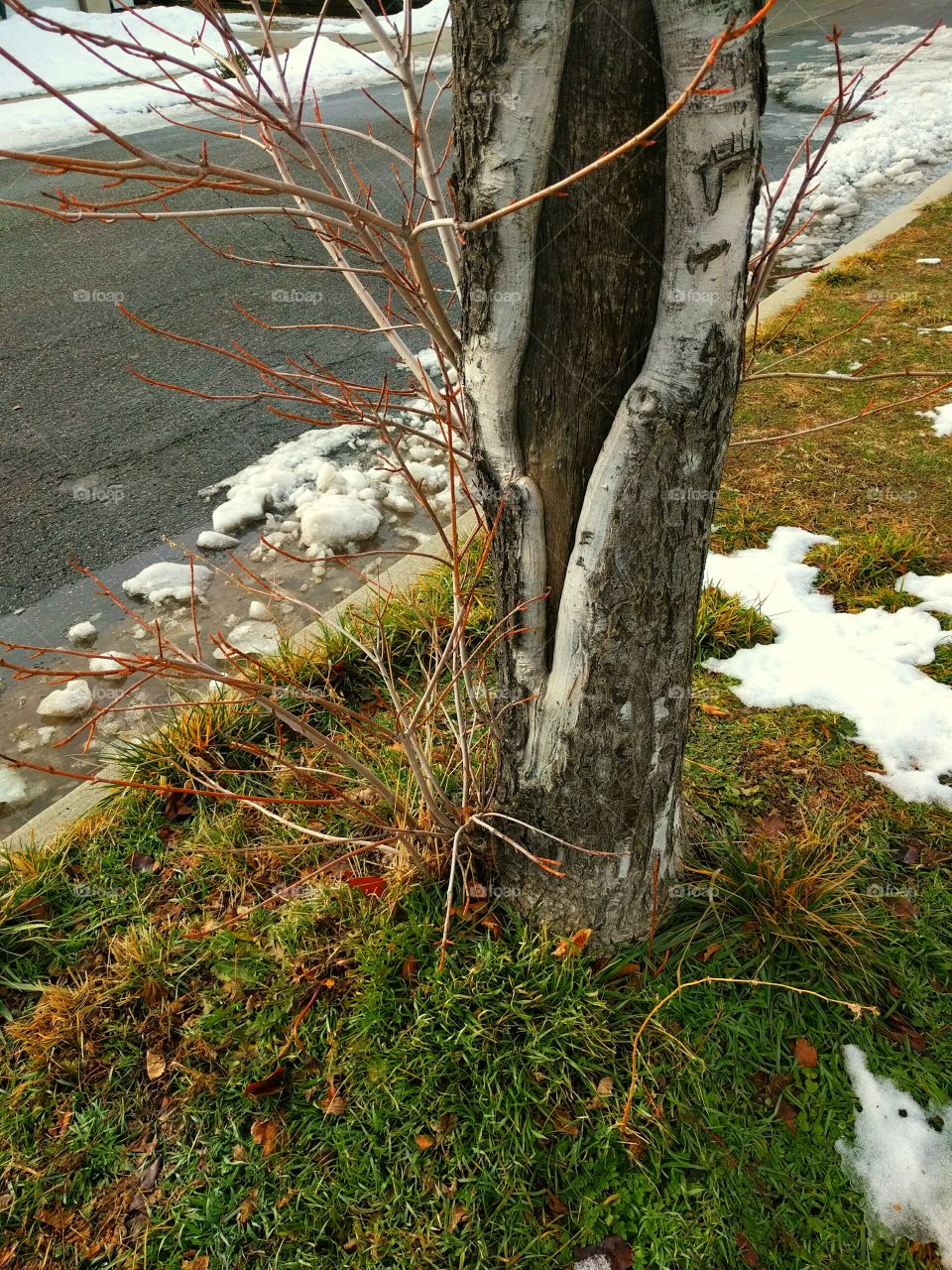 Tree beside Street full of Melting Snow