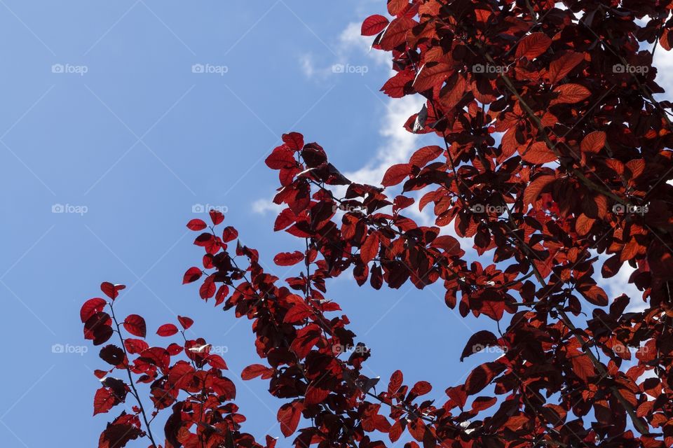 red leaves on the tree