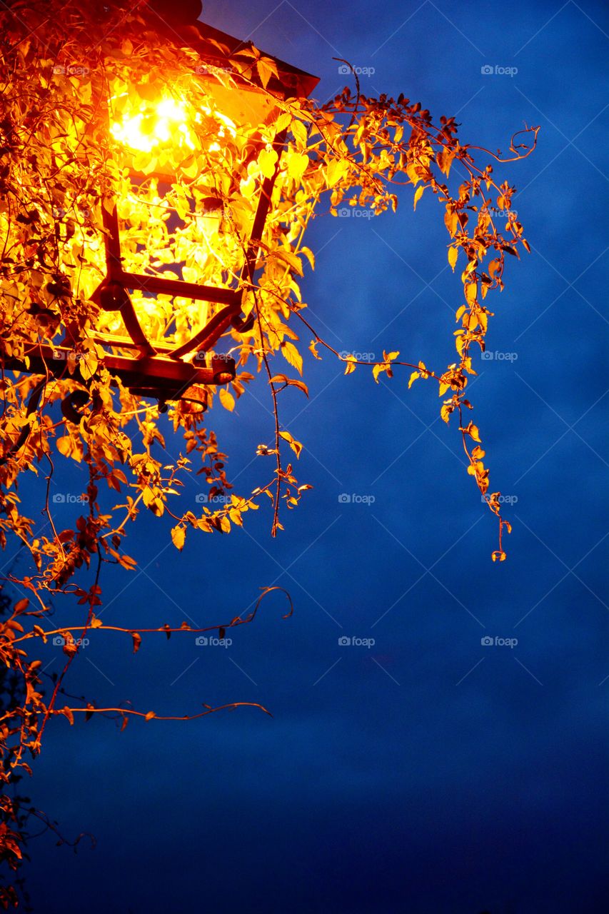 one streetlight in the night surrounded of plants