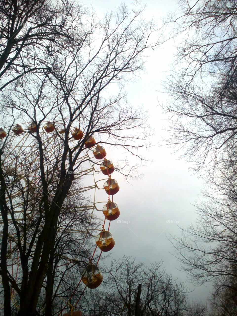 Winter, Tree, Branch, Fall, Snow