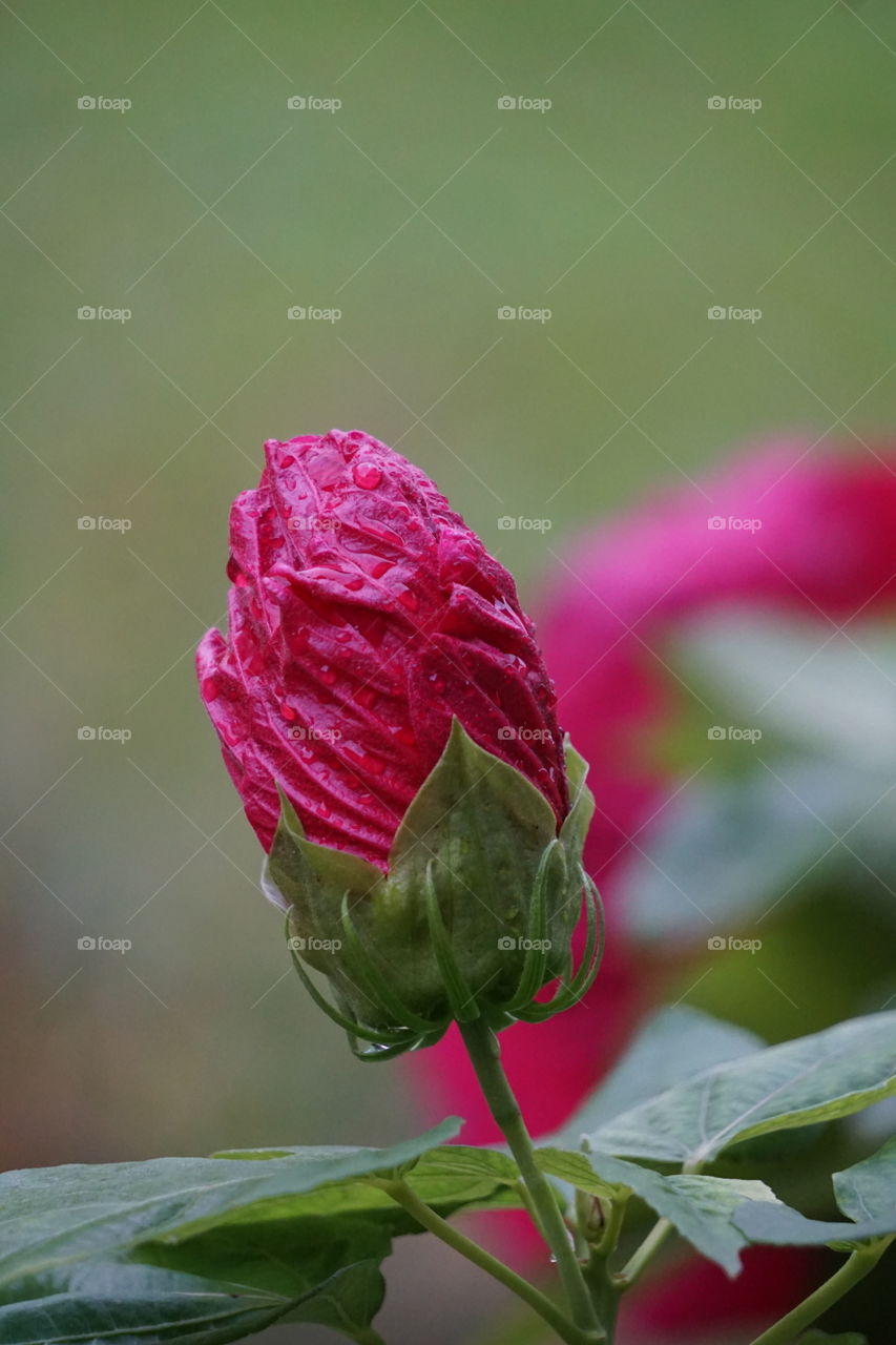 Dew drops on hibiscus blossom. 