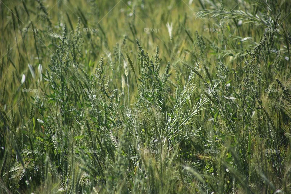 A field of mustard plants.