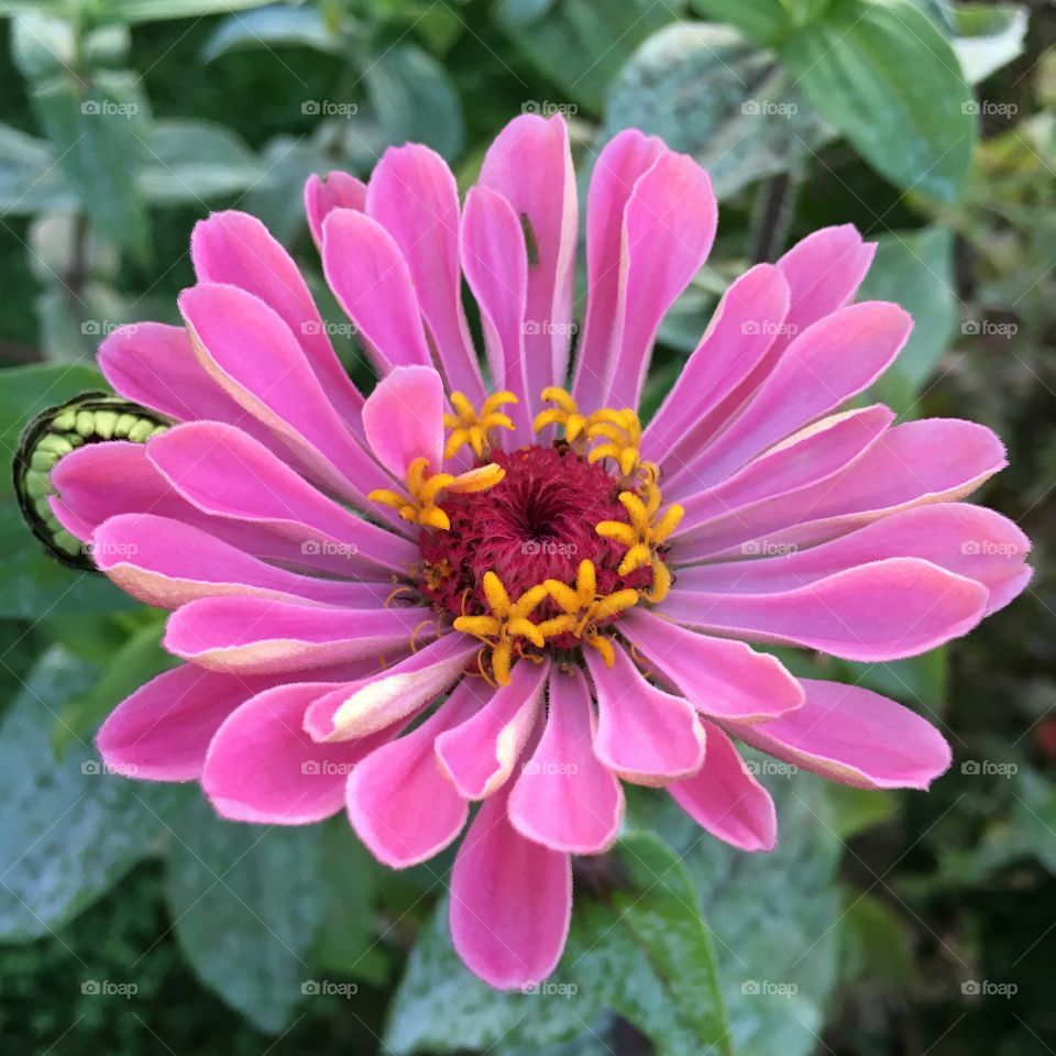 Pink Zinnia