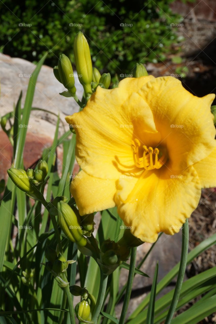 Morning Bloom. First bloom with others on deck