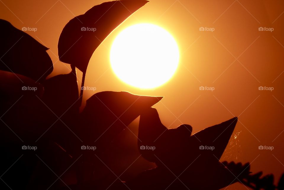 Sunset Beautiful leaf Silhouette 