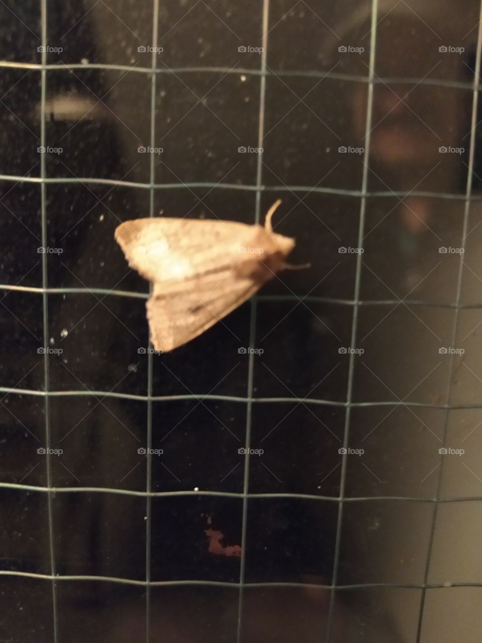 moth