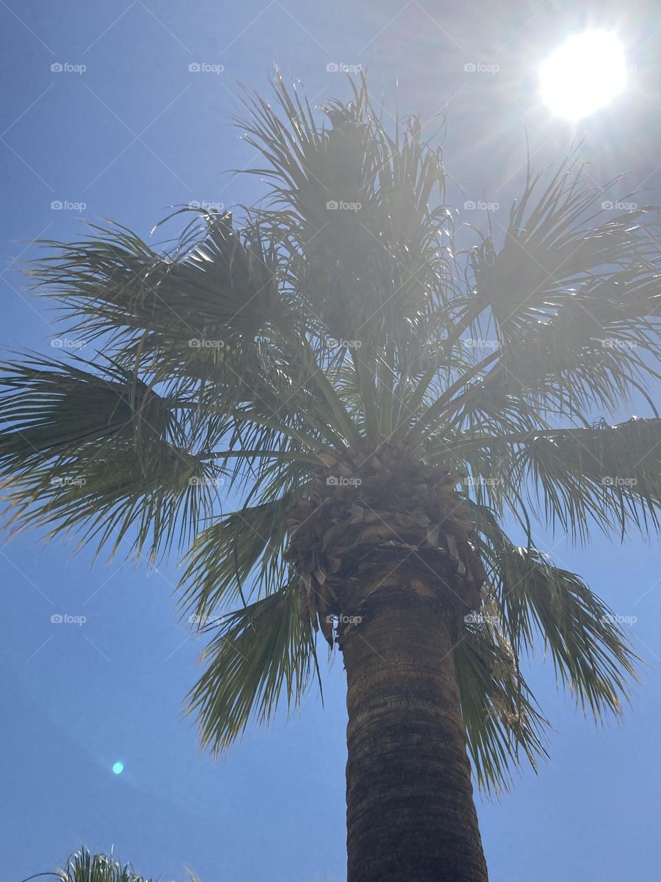 Blue sky and tall palm trees. I love palm tree. Palm tree obsessed. Summer view. Sunny day during vacation 