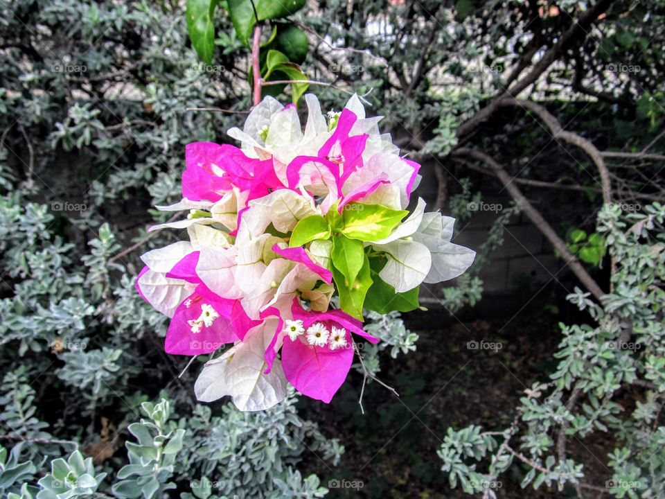bright bouquet blooming in city garden