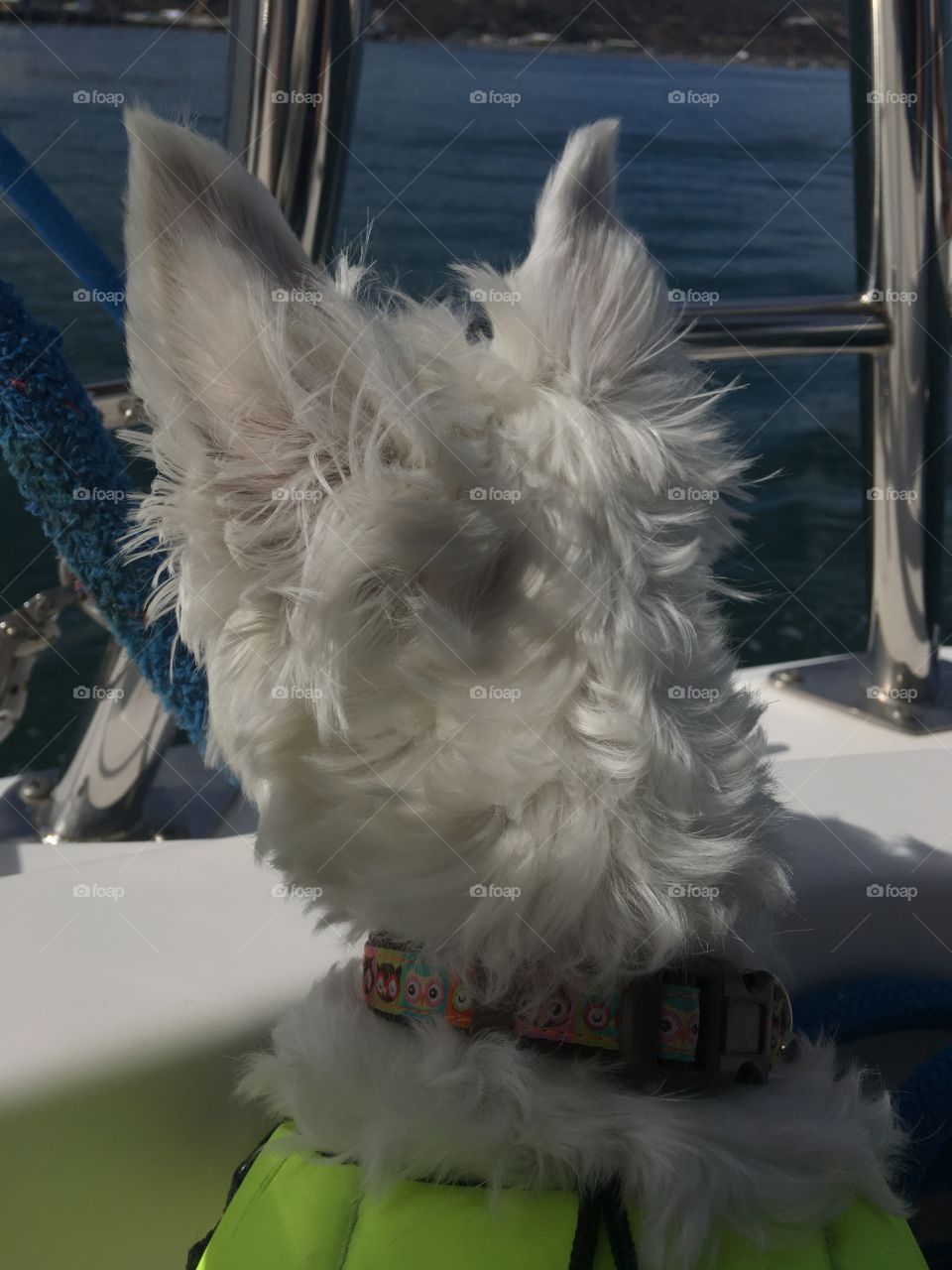Boat dog 