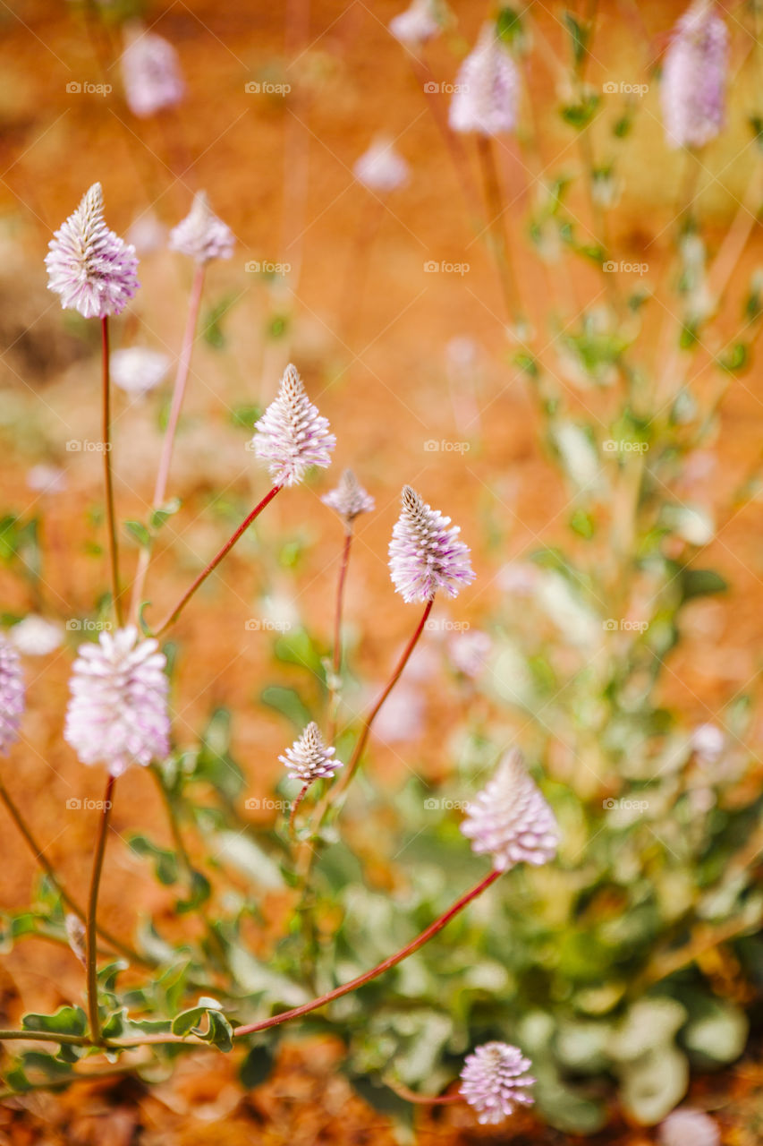 Wild flowers in the Kimberley region 