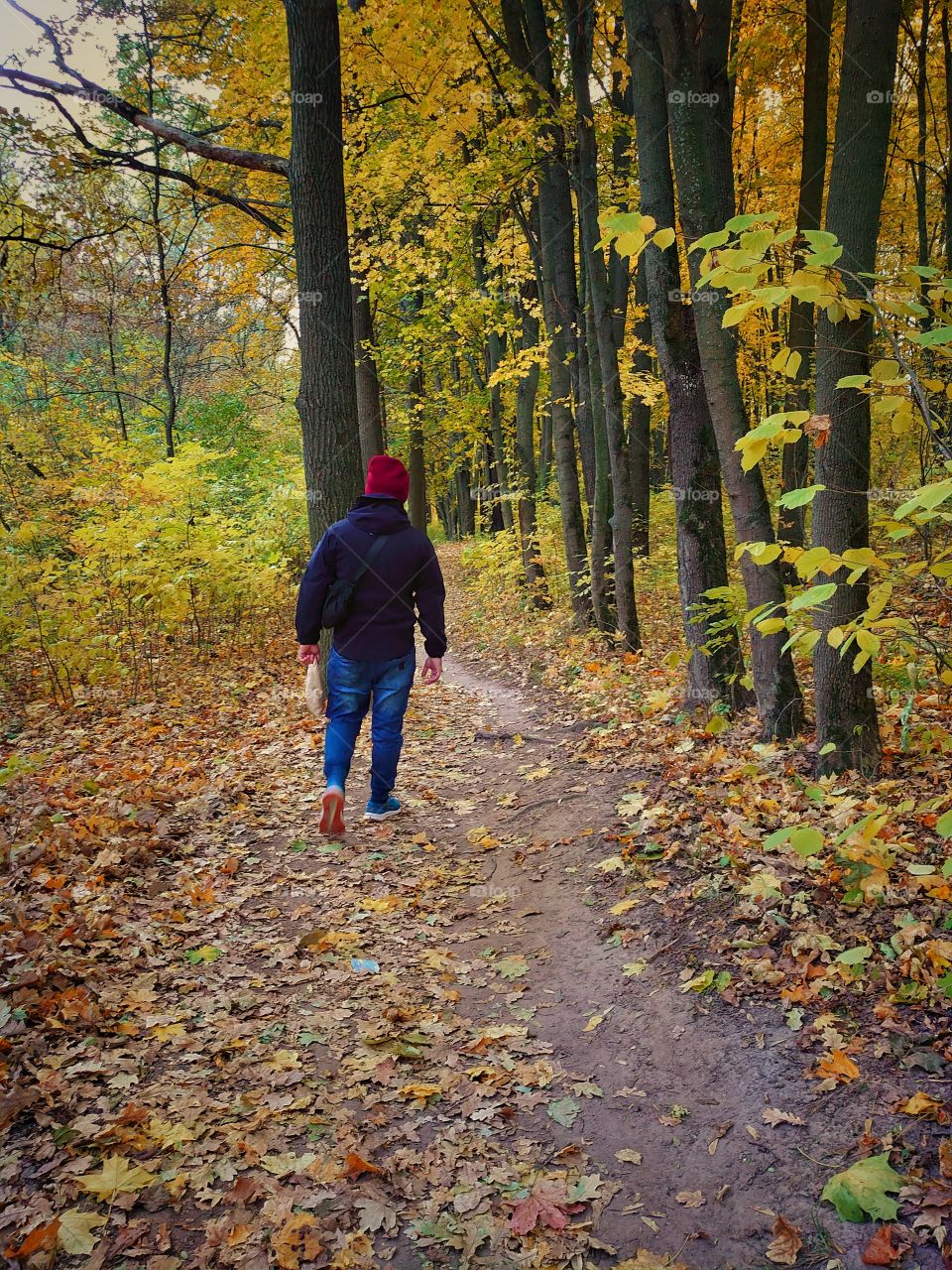 road to the autumn forest. autumn moods