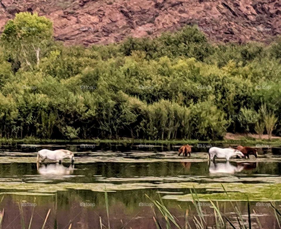 Wild Horses eating grass in the river at Salt River near Red Mountain, AZ