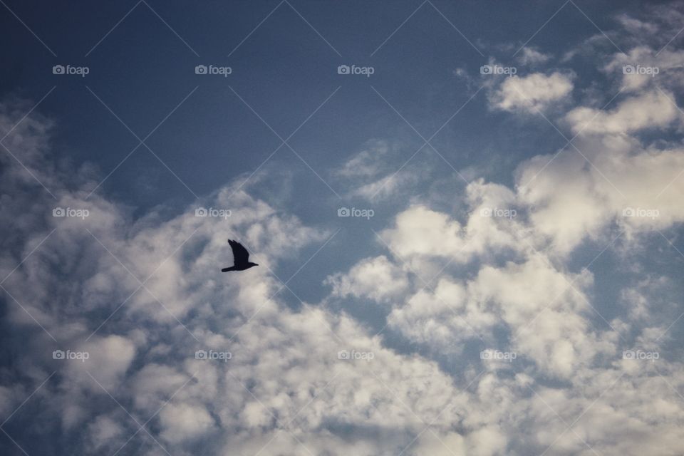 a lonely bird that is flying in the beautiful sky of romania.