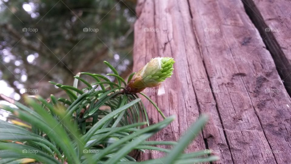 Fresh bud on a pine