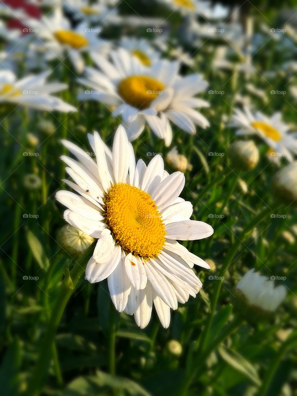 Daisy. The best performance in the landscape.