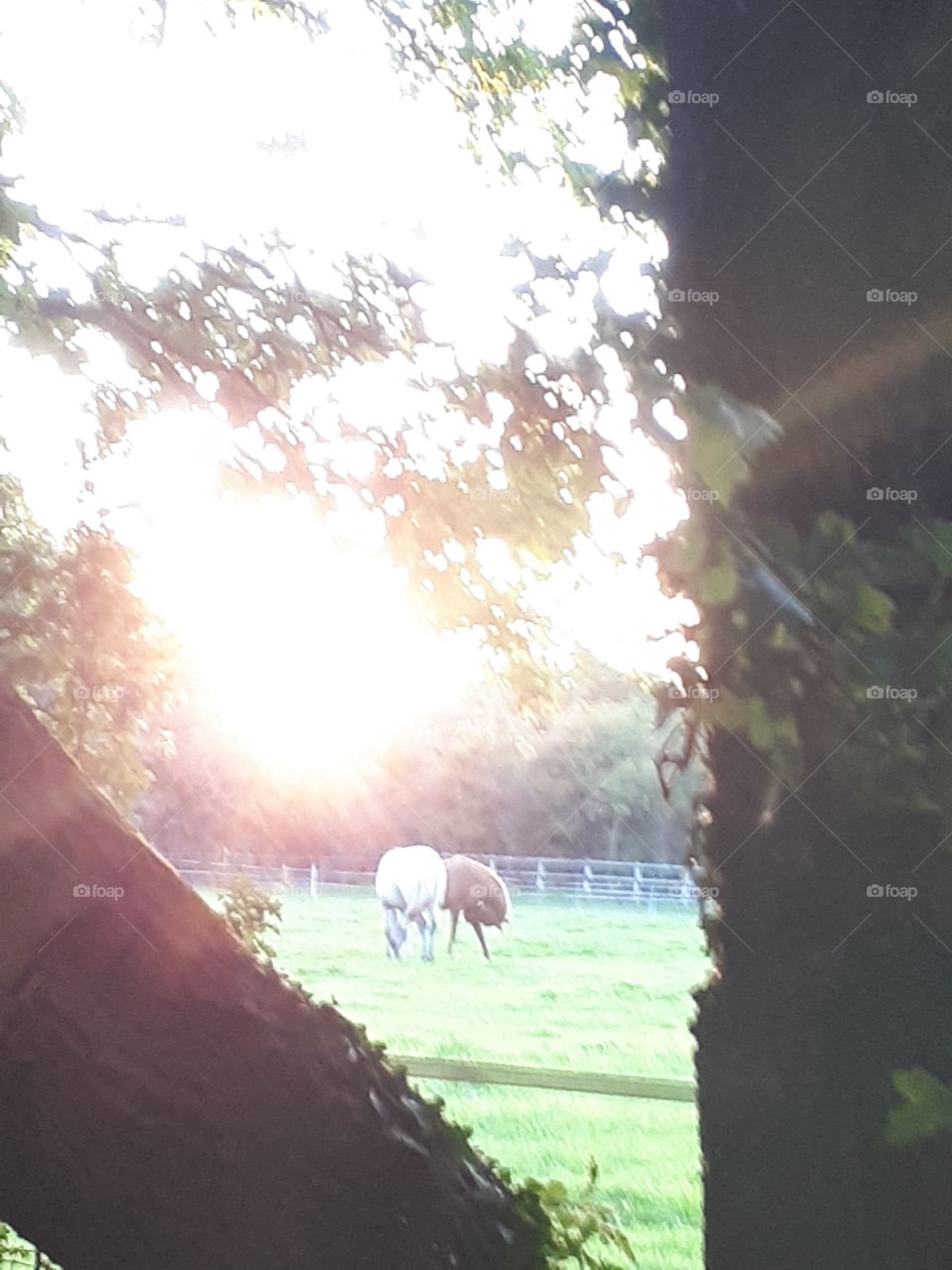 Horses At Dusk