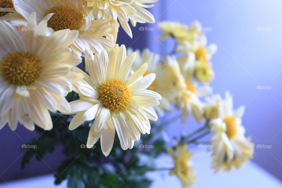 Yellow flowers 💛⚘