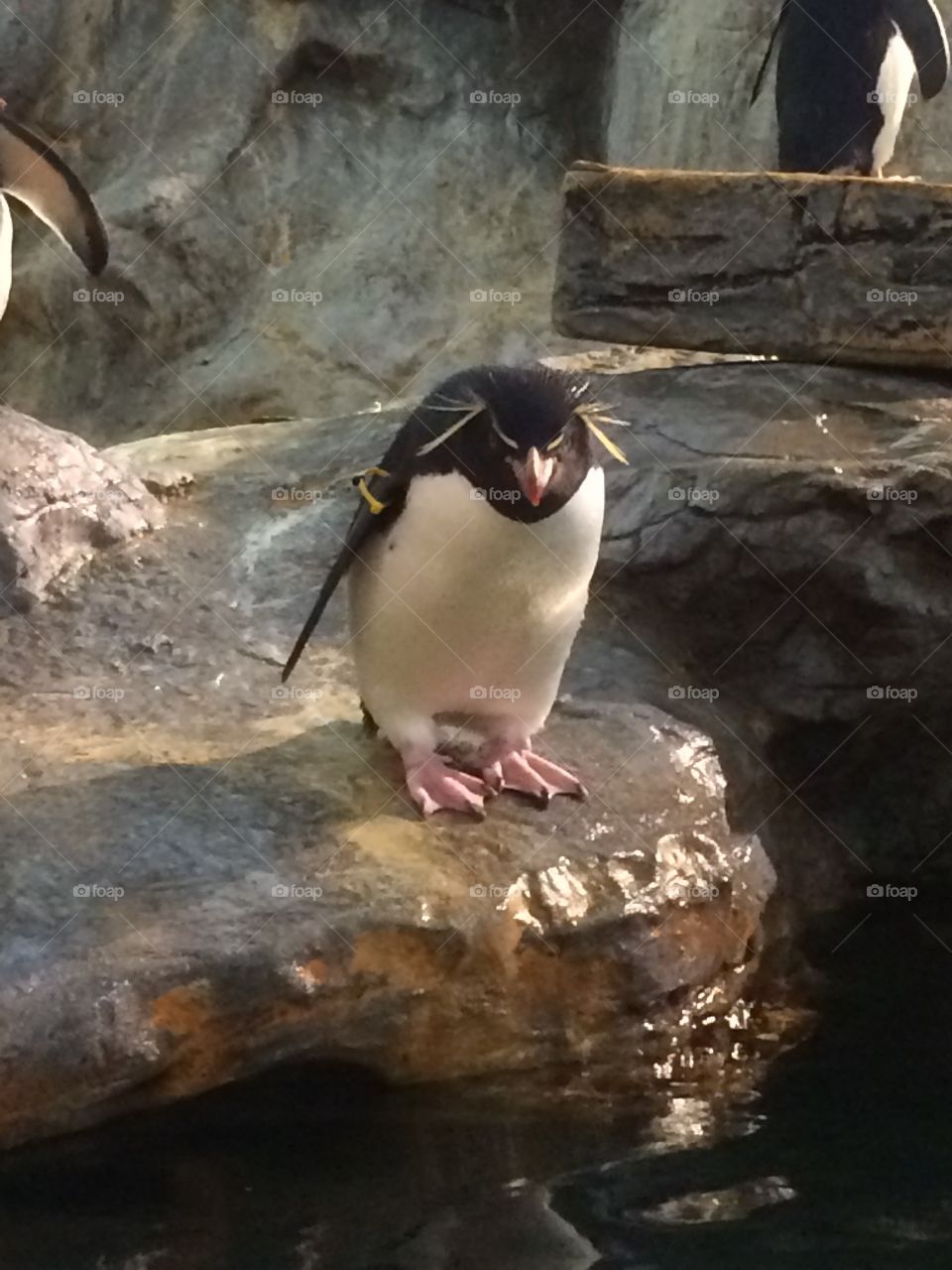 Penguin at the zoo