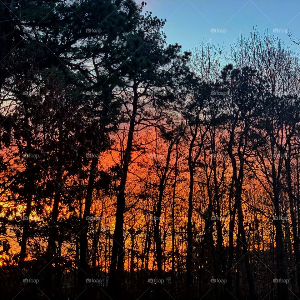 silhouettes of trees against a glowing dawn sky on an early spring morning