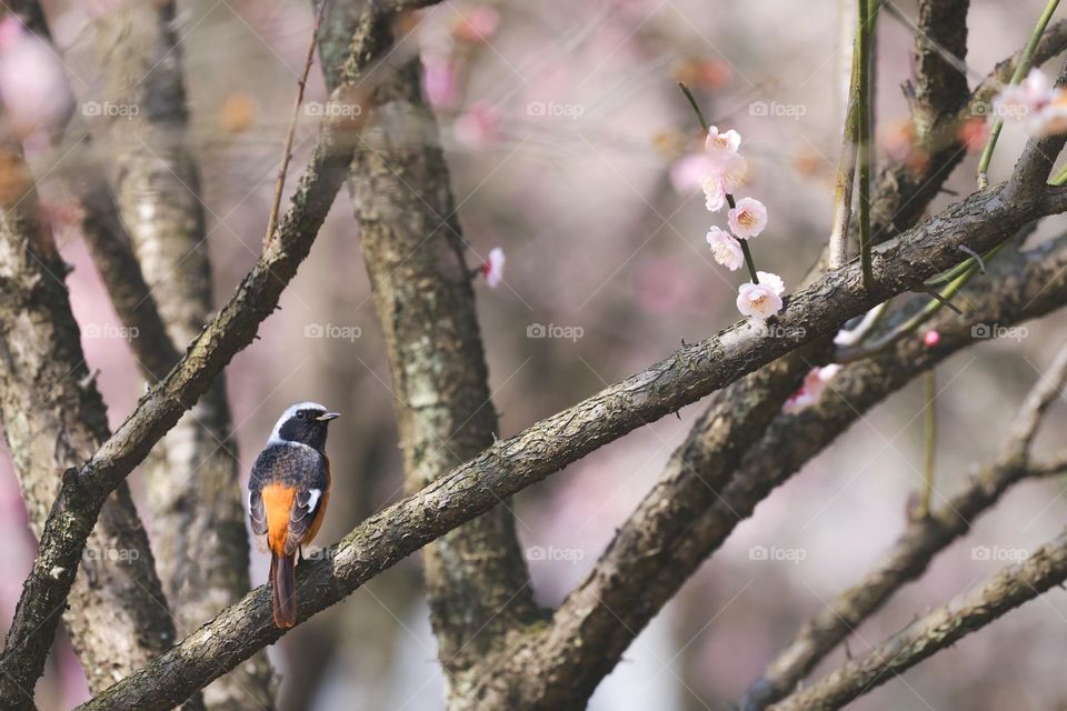 赏花的绅士