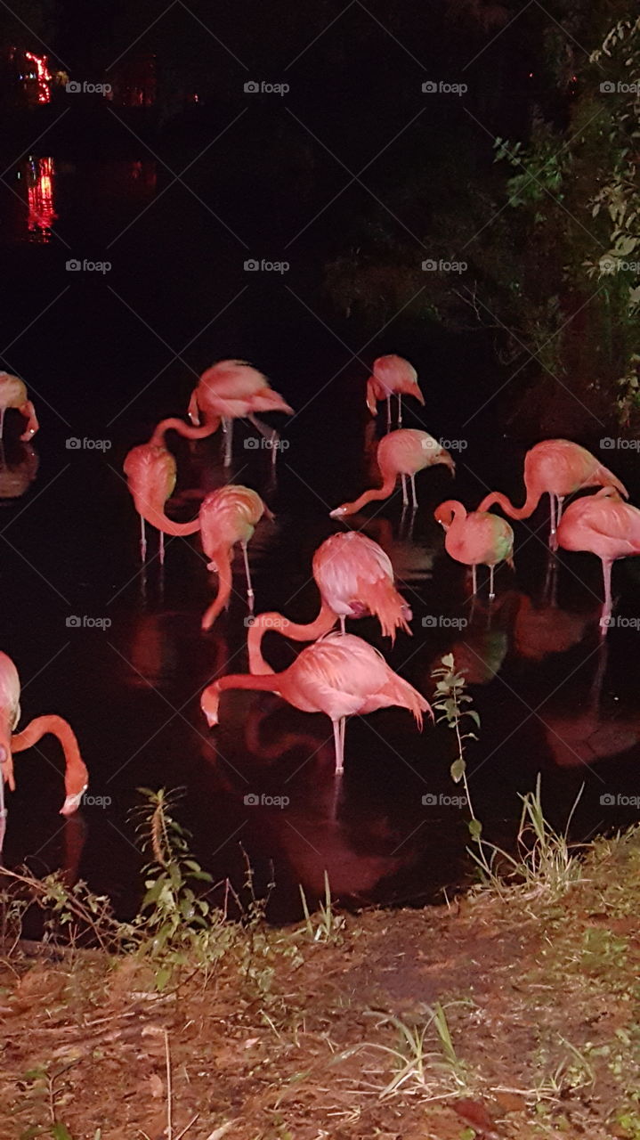 flamingos at night