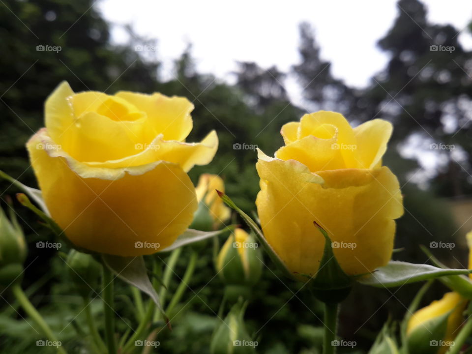 Close-up of yellow rose