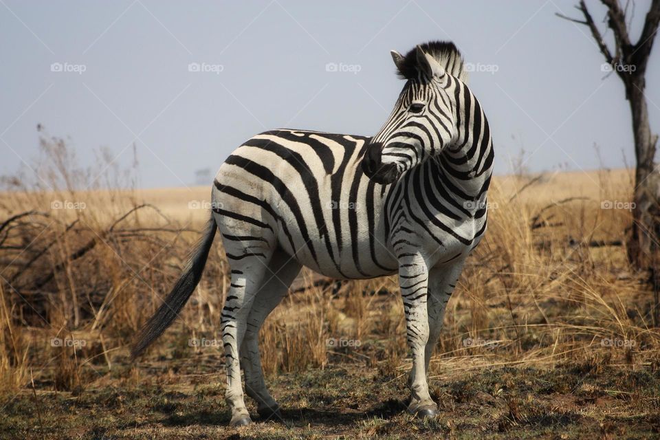 the perfect zebra. moments like this, great pose in perfect light.