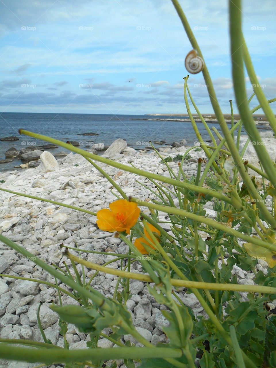 summer sea stone shore snail 🐌 on a flowers view from the ground