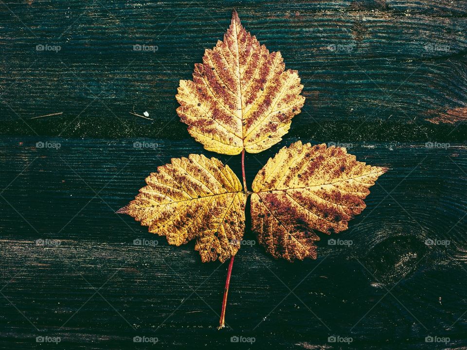 Leaf, No Person, Nature, Fall, Water