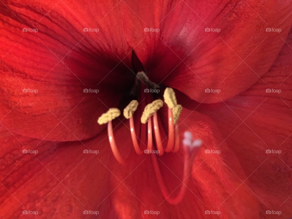 Amaryllis