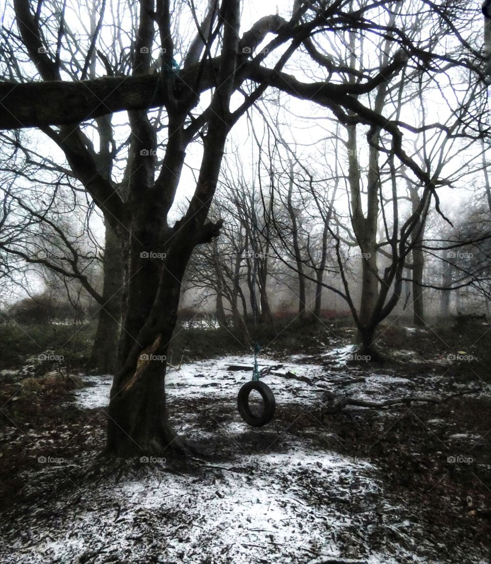 Dark scottish forest with childrens tire swing.