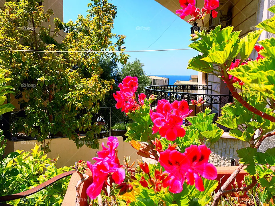 Flowering plant