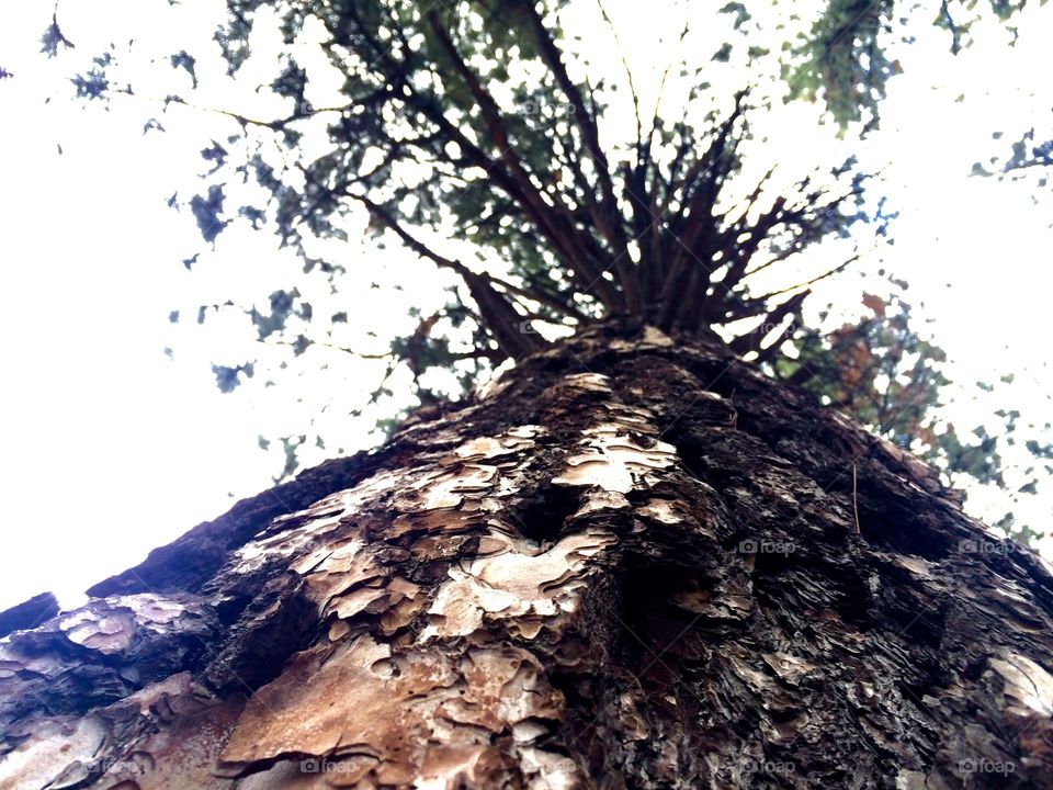 Tree and Sky 