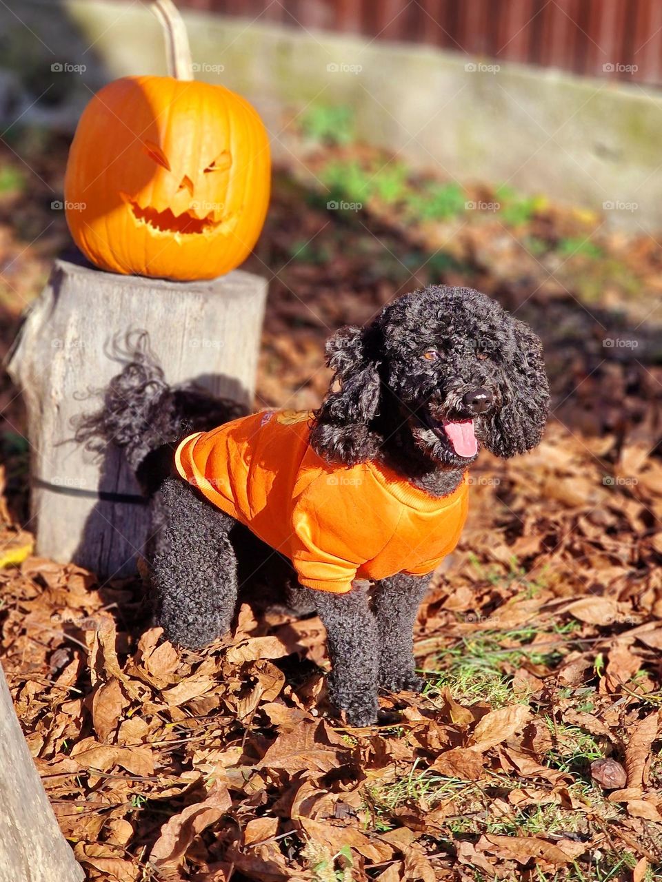 Halloween with Bingo the dog