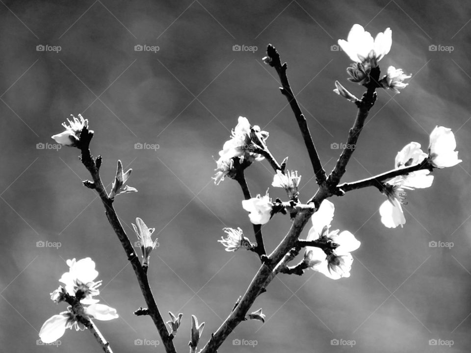 Tree, Cherry, Nature, Flower, Monochrome