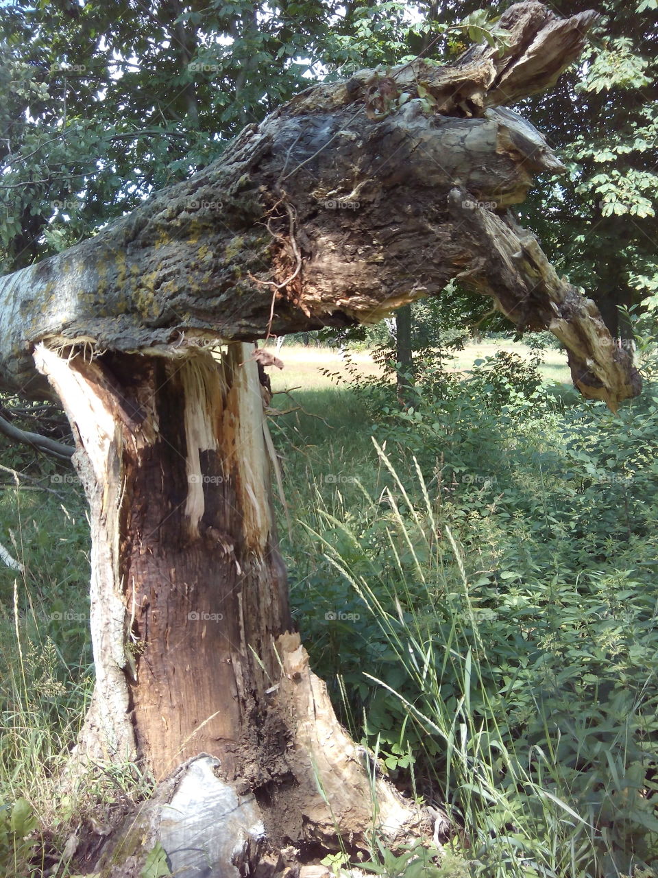 Nature, Tree, Wood, No Person, Outdoors