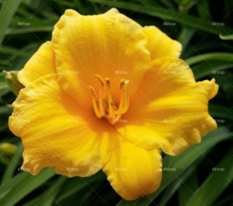 yellow flower. taken in Virginia